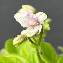 ミニセントポーリア：シホ 2.5号鉢植え