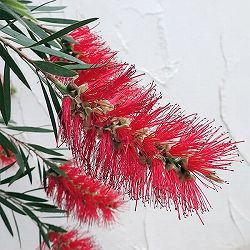 カリステモン：ドーソンリバー8号鉢植え