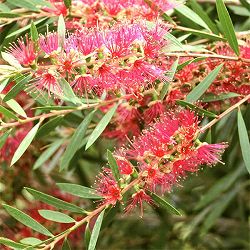 カリステモン：ピンディピンディ8号鉢植え