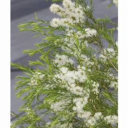 メラレウカ：メディカルティーツリー10号鉢植え