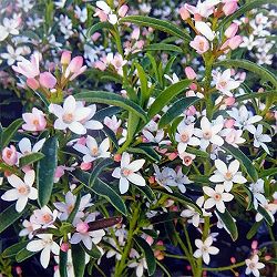 エリオステモン7号鉢植え