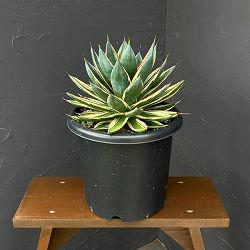 アガベ：スノーグロー（斑入り）　8号鉢植え