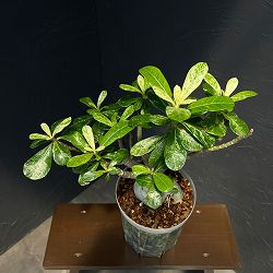アデニウム（斑入り）　6号26-01