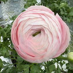 ラナンキュラス：サクセス　レディ5号鉢植え