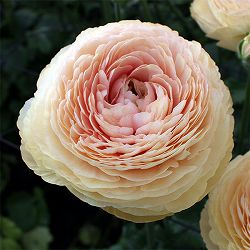 ラナンキュラス：サクセス　トアレグ5号鉢植え
