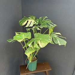 モンステラ：タイコンステレーション（２株植）　6号鉢植え