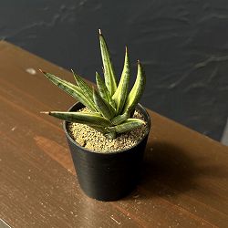 サンセベリア：フランシシーバリエガータ　2号鉢植え
