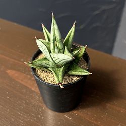サンセベリア：ジュピター　2号鉢植え