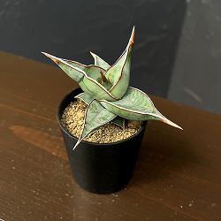 サンセベリア：ピンギキュラ　2号鉢植え