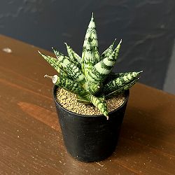 サンセベリア：ゼブラ　2号鉢植え
