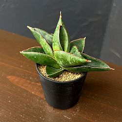 サンセベリア：オペラハウス　2号鉢植え