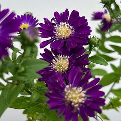 友禅菊（ユウゼンギク）：濃紫花 恵那紫3号ポット