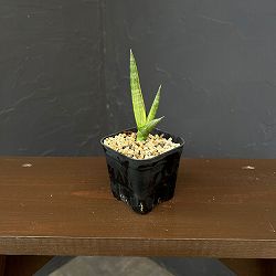 サンセベリア：ボンセレンシス　スノーホワイト　2.5号鉢植え26-01