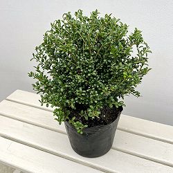 ツゲ：マメツゲ玉仕立て6号ポット
