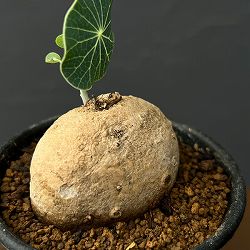 ステファニア：エレクタ　2.5号鉢植え*