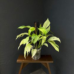 エピプレムヌム：ピナツムミント　バリエガータ　5号鉢植え