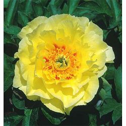 シャクヤク（芍薬）：オリエンタルゴールド4号*
