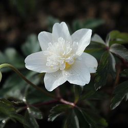 イチリンソウ：八重咲き3芽植え3.5号ポット