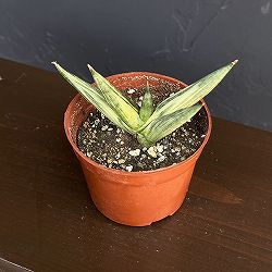 サンセベリア：ユキオンナ　3号鉢植え