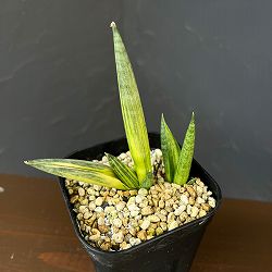 サンセベリア：ボンセレンシス　スノーホワイト　3.5号鉢植え26-02