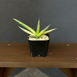 サンセベリア：ボンセレンシス　スノーホワイト　3.5号鉢植え26-03