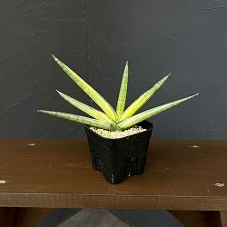サンセベリア：ボンセレンシス　スノーホワイト　3.5号鉢植え26-04