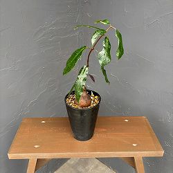 ペトペンチア：ナタレンシス　4号鉢植え*