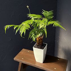 タカワラビ：キンモウコウ　セレクト　4号鉢植え*