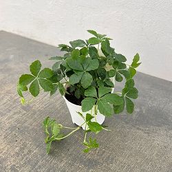 アクアテラポット用苗10.5サイズ：パセノシッサス シュガーバイン（苗のみ・器別売）