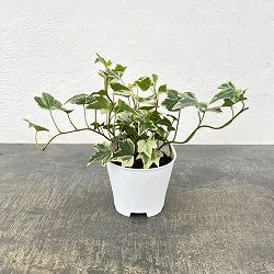アクアテラポット用苗10.5サイズ：ヘデラ ヘリックス グレーシャー（苗のみ・器別売）