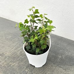 アクアテラポット用苗10.5サイズ：ヘデラ ヘリックス ダックフット（苗のみ・器別売）