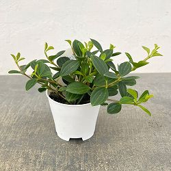 アクアテラポット用苗10.5サイズ：ペペロミア ココメロ（苗のみ・器別売）
