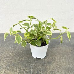 アクアテラポット用苗10.5サイズ：ペペロミア セルペンス（苗のみ・器別売）