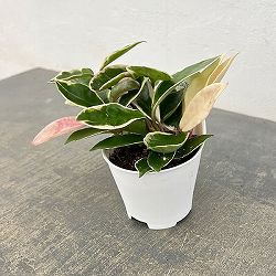 アクアテラポット用苗10.5サイズ：ホヤ カルノーサ バリエガータ（苗のみ・器別売）