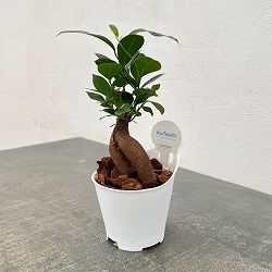 アクアテラポット用苗10.5サイズ：ガジュマル（苗のみ・器別売）