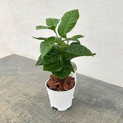 アクアテラポット用苗10.5サイズ：コーヒーの木（苗のみ・器別売）
