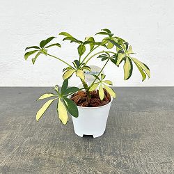 アクアテラポット用苗10.5サイズ：シェフレラ（斑入り）（苗のみ・器別売）