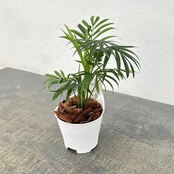 アクアテラポット用苗10.5サイズ：テーブルヤシ（苗のみ・器別売）