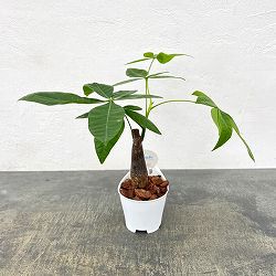 アクアテラポット用苗10.5サイズ：パキラ グラブラ（苗のみ・器別売）