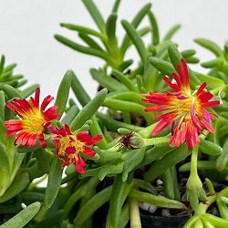 マツバギク：おひさま花火 サンドジェム スカーレット3号ポット
