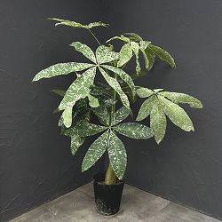 パキラ：グラブラ 斑入り　7号鉢植え26-03