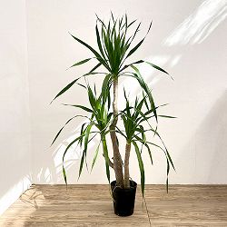 ドラセナ：パラオ　6号鉢植え