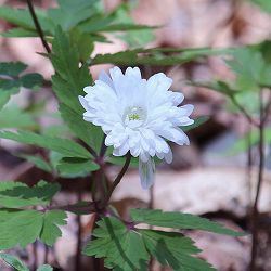 菊咲きイチゲ 白花八重咲き3号ポット