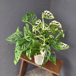 マドカズラ：斑入り　5号鉢植え