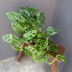 マドカズラ　4号鉢植え