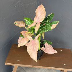 シンゴニウム：ピンクスプラッシュ　3.5号鉢植え*