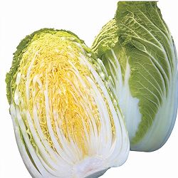 [送料無料]ハクサイ（白菜）：ほまれの極み苗2.5号ポット40株セット