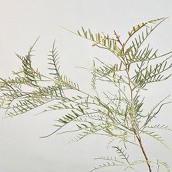 グレビレア：ストロベリーブロンド5号鉢植え