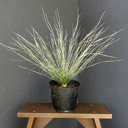 ユッカ：エラータ6号鉢植え