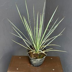 ユッカ・フィリフェラ6号鉢植え
